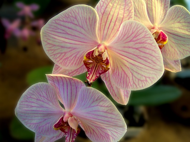 květ orchidej